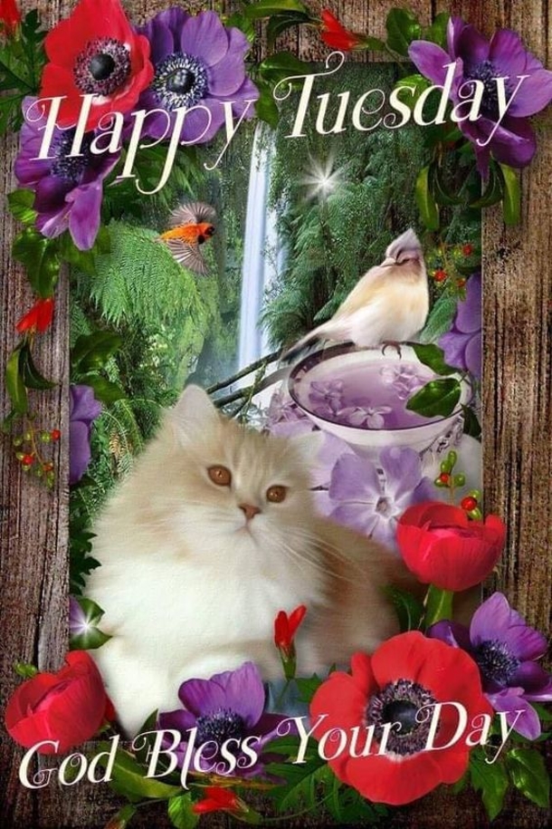 10 Good Morning Tuesday Wishes To Bless Your Day - picture 11