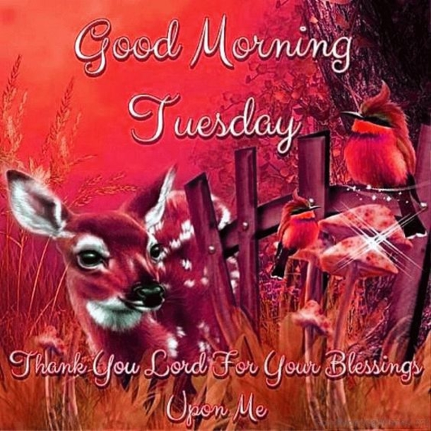 10 Good Morning Tuesday Wishes To Bless Your Day - picture 4
