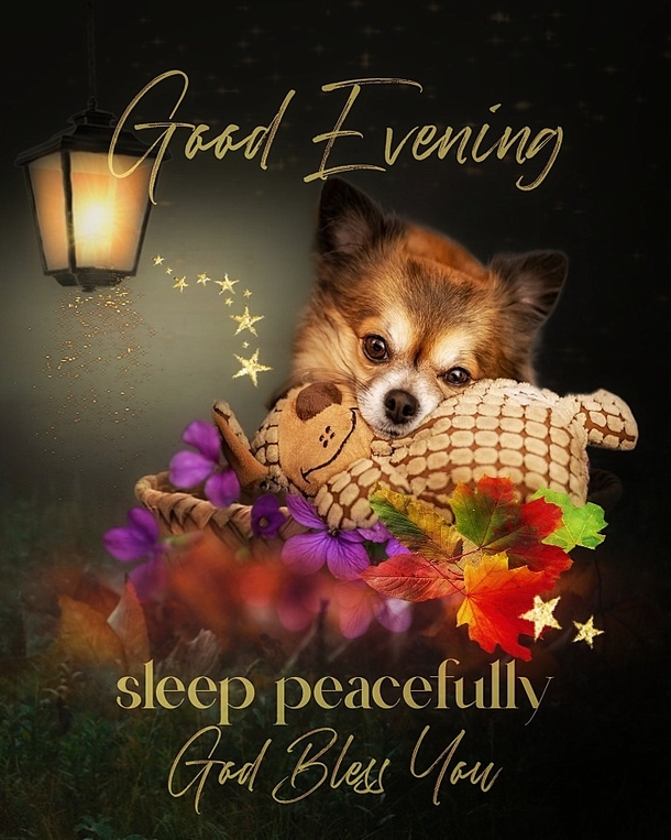10 Good Night / Good Evening Pictures With Quotes For Family And Friends - picture 5
