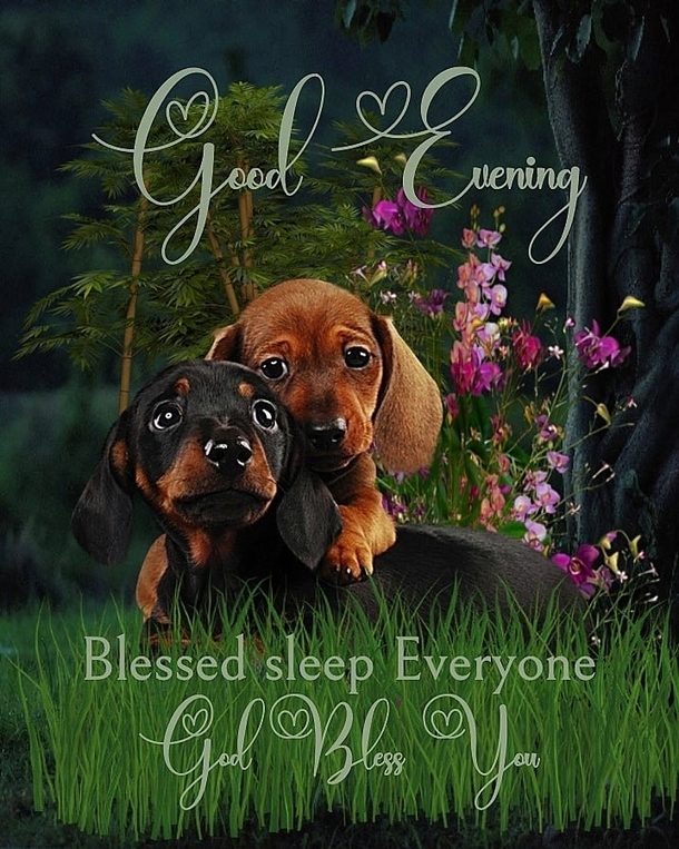 10 Good Night & Good Evening Messages For The Night - picture 8
