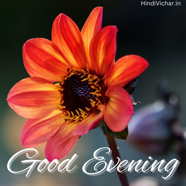10 Good Night & Good Evening Quote Pictures For A Sweet Night's Sleep - picture 8