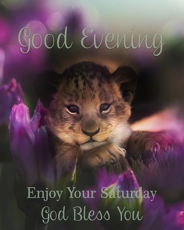 10+ Good Night & Good Evening Quotes That Touch The Heart - picture 2