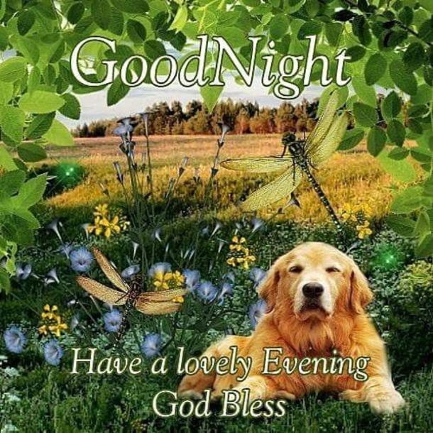 10 Gorgeous & Beautiful Good Night Quotes To Deliver Sweet Dreams - picture 9
