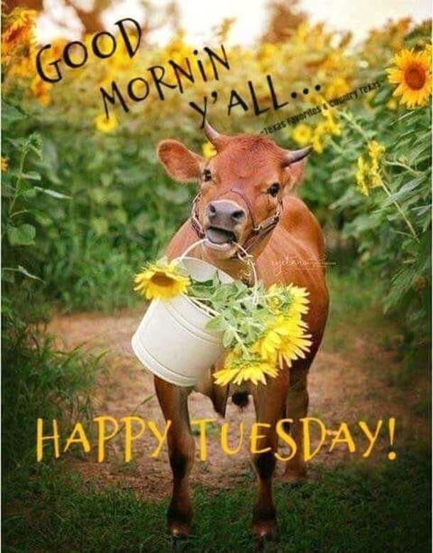 10 Great Tuesday Quotes And Images For This Bright New Day - picture 5