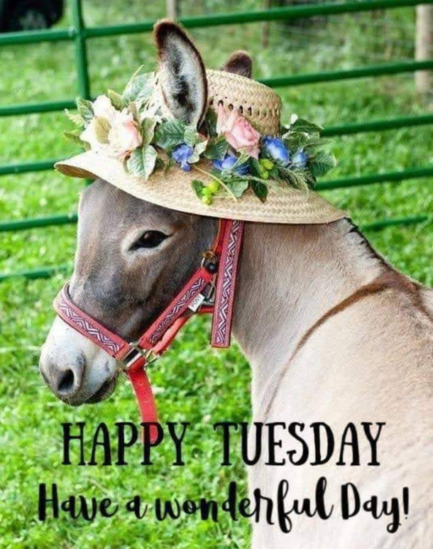 10 Great Tuesday Quotes And Images For This Bright New Day - picture 9