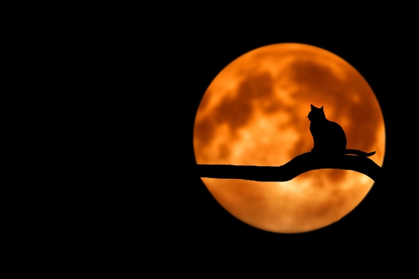 10 Halloween Themed Wallpapers And Backgrounds - picture 2