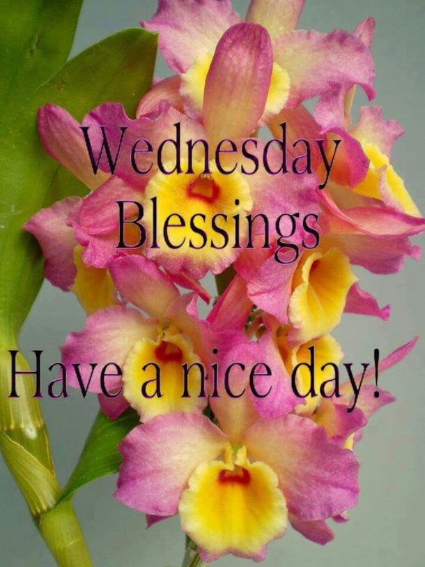 10+ Happy Wednesday Pictures With Quotes For An Inspiring Day - picture 12