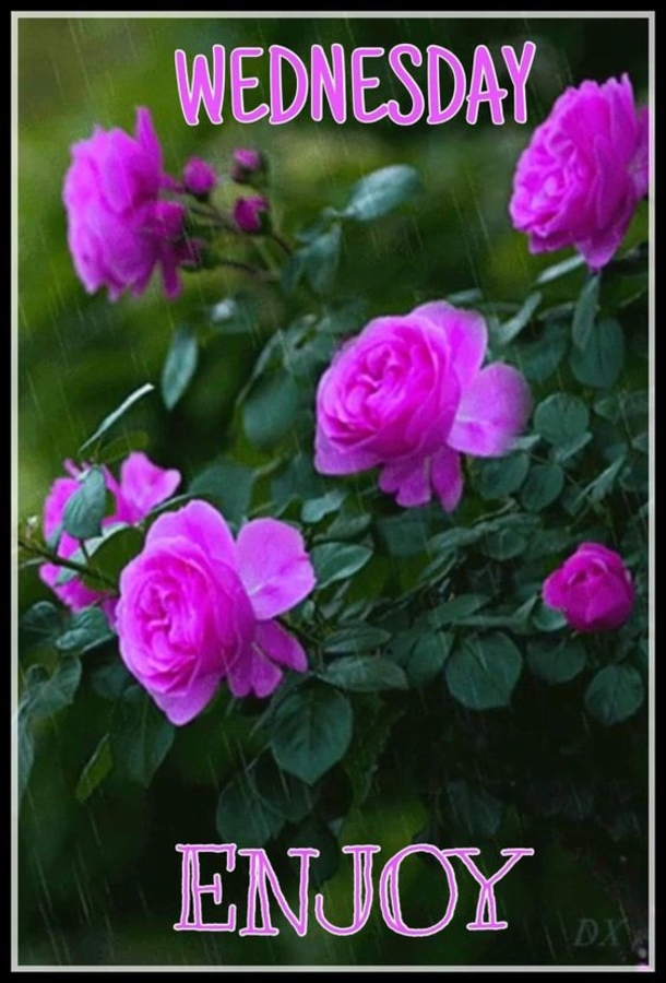 10+ Happy Wednesday Pictures With Quotes For An Inspiring Day - picture 3