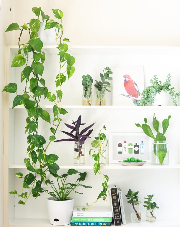 10 Home Planter Decoration Looks That Look Stylish - picture 2