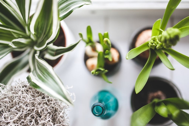 10 Home Planter Decoration Looks That Look Stylish - picture 4