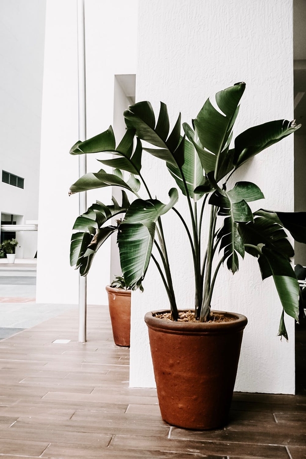 10 Home Planter Decoration Looks That Look Stylish - picture 9