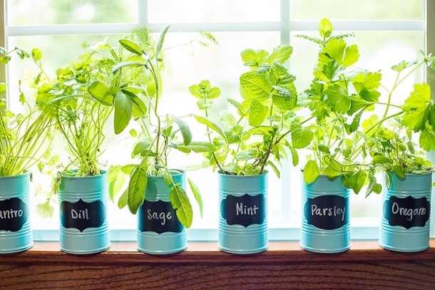 10 Indoor Garden Projects That Work In Any Space - picture 7