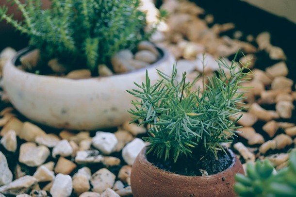 10 Inspiring Green Planter Ideas For Your Garden - picture 11
