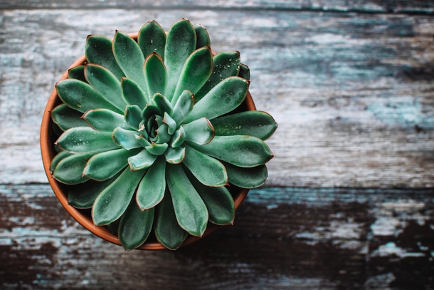 10 Inspiring Green Planter Ideas For Your Garden - picture 5