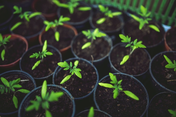 10 Inspiring Green Planter Ideas For Your Garden - picture 7