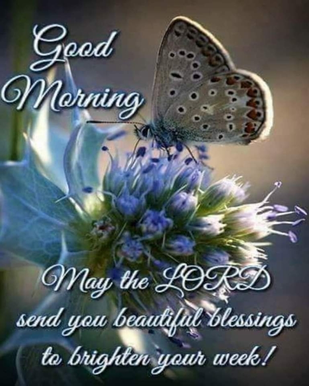 10 Lovely Good Morning Images With Quotes - picture 6