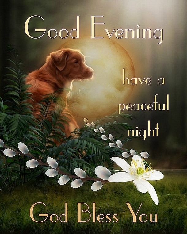 10 Lovely & Beautiful Good Evening Wishes To End Your Night - picture 12