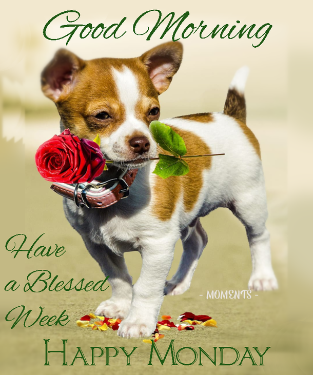 10 Monday Quotes To Bring In A Prosperous New Week - picture 9