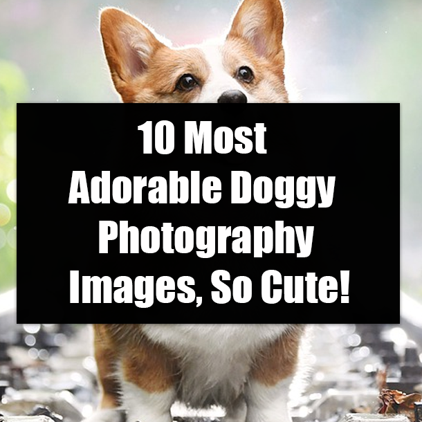 10 Most Adorable Doggy Photography Images, So Cute!