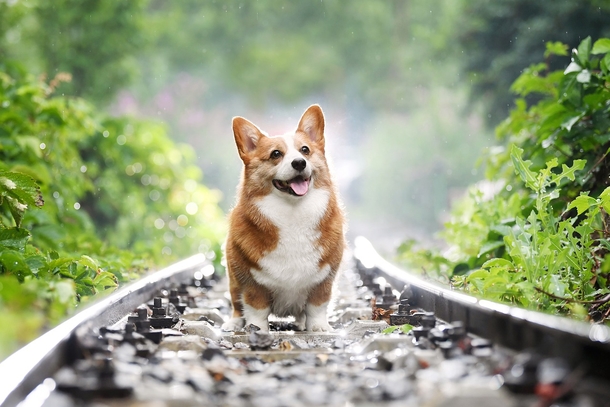 10 Most Adorable Doggy Photography Images, So Cute! - picture 10
