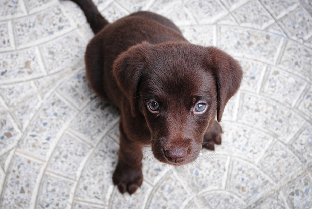 10 Most Adorable Doggy Photography Images, So Cute! - picture 2