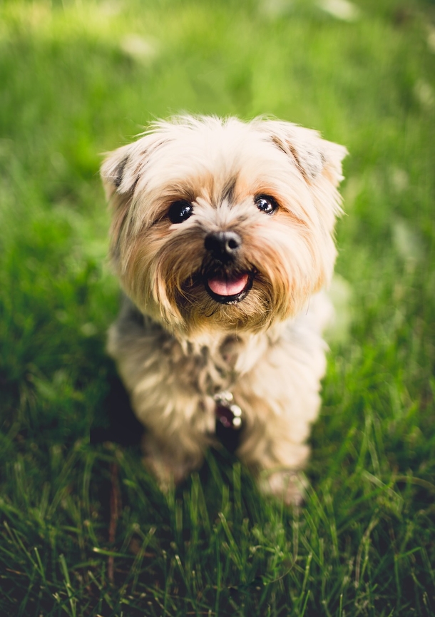 10 Most Adorable Doggy Photography Images, So Cute! - picture 3