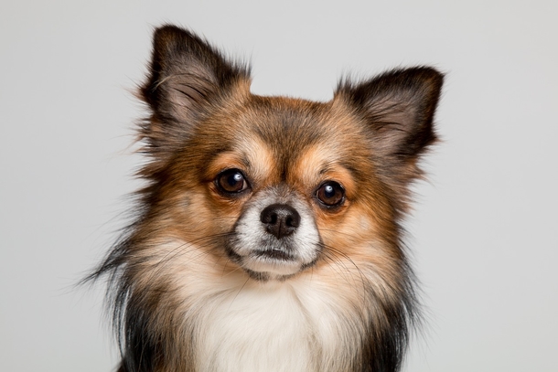 10 Most Adorable Doggy Photography Images, So Cute! - picture 4