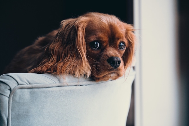 10 Most Adorable Doggy Photography Images, So Cute! - picture 5
