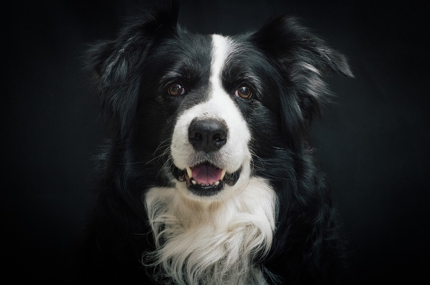 10 Most Adorable Doggy Photography Images, So Cute! - picture 6