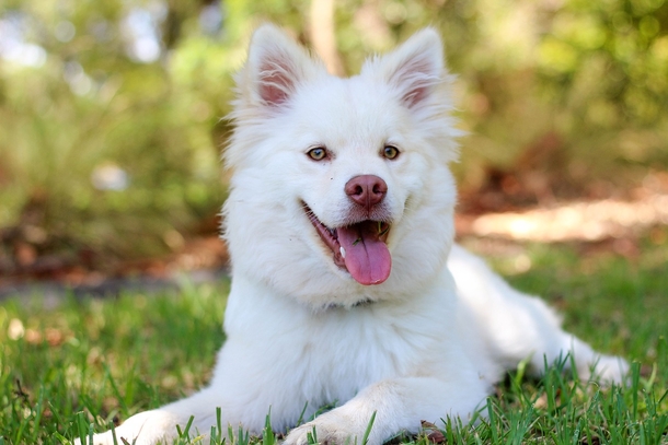 10 Most Adorable Doggy Photography Images, So Cute! - picture 7