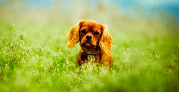10 Most Adorable Doggy Photography Images, So Cute! - picture 8