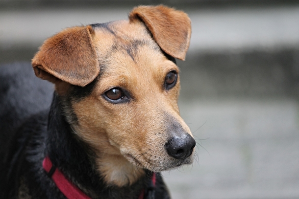 10 Most Adorable Doggy Photography Images, So Cute! - picture 9