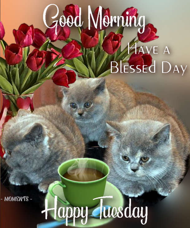 10 New Good Morning Tuesday Pics And Quotes - picture 10