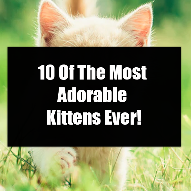 10 Of The Most Adorable Kittens Ever!