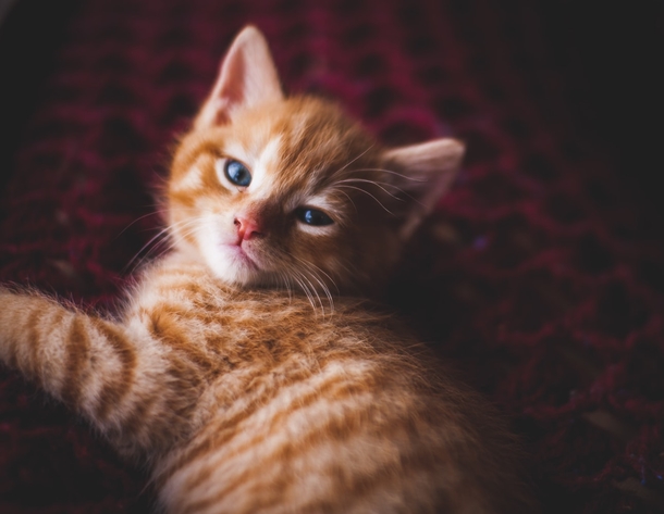 10 Of The Most Adorable Kittens Ever! - picture 10
