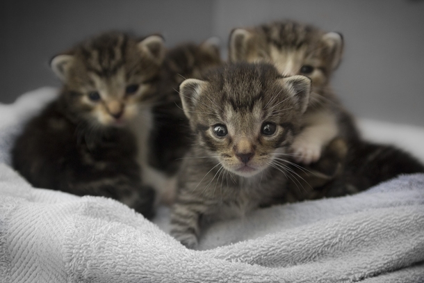 10 Of The Most Adorable Kittens Ever! - picture 11