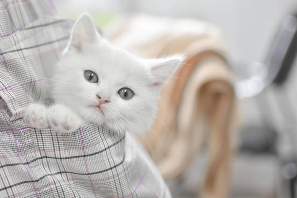 10 Of The Most Adorable Kittens Ever! - picture 12