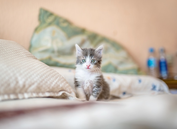10 Of The Most Adorable Kittens Ever! - picture 3