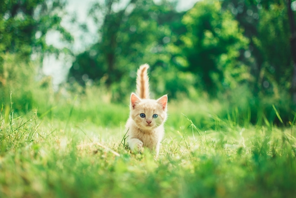 10 Of The Most Adorable Kittens Ever! - picture 4