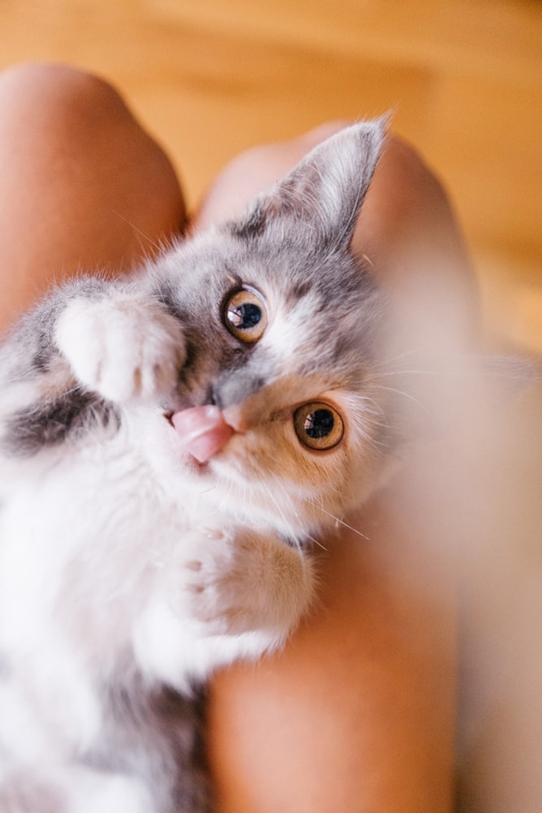 10 Of The Most Adorable Kittens Ever! - picture 5