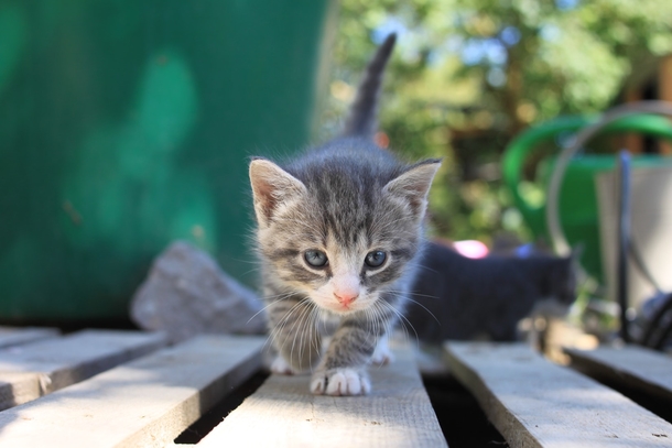 10 Of The Most Adorable Kittens Ever! - picture 6