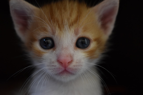 10 Of The Most Adorable Kittens Ever! - picture 7