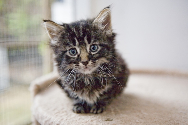 10 Of The Most Adorable Kittens Ever! - picture 8