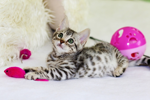 10 Of The Most Adorable Kittens Ever! - picture 9