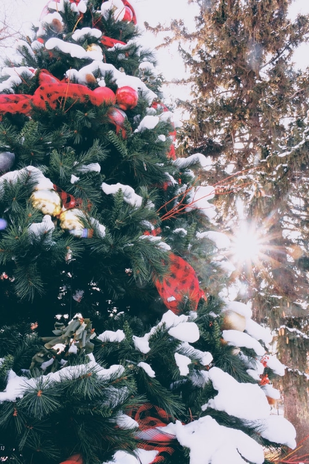 10+ Of The Most Beautifully Decorated Christmas Trees You Could See - picture 10