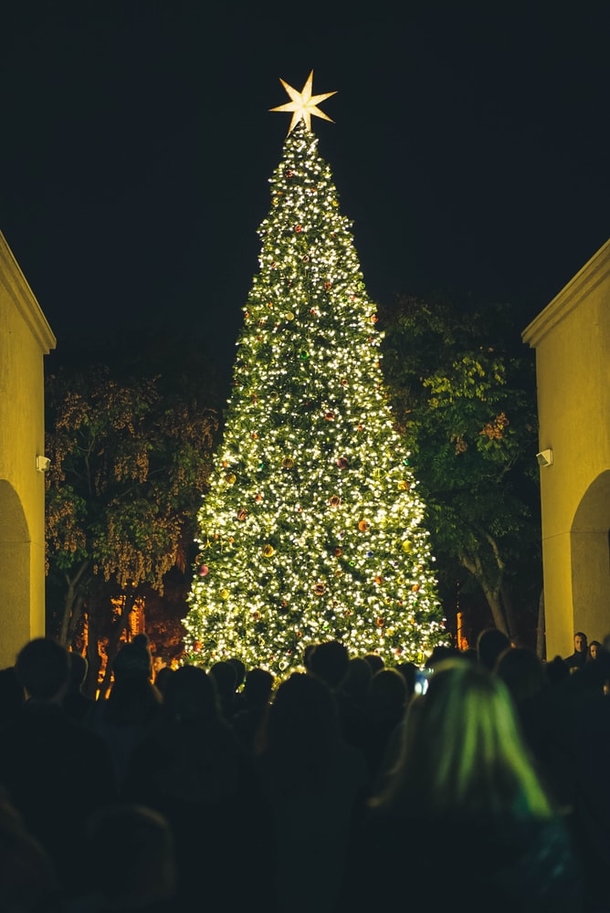 10+ Of The Most Beautifully Decorated Christmas Trees You Could See - picture 3