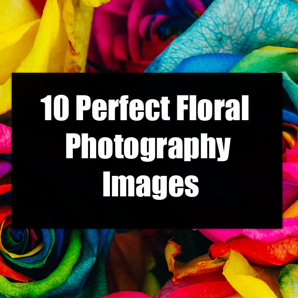 10 Perfect Floral Photography Images