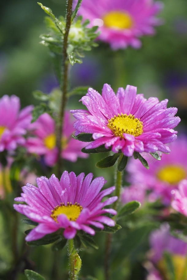10 Perfect Floral Photography Images - picture 10