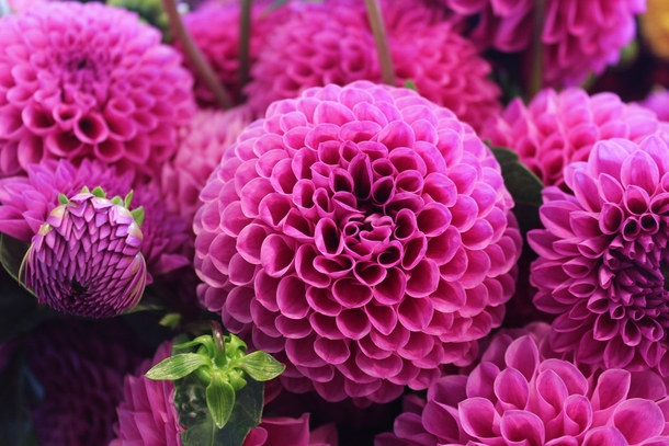 10 Perfect Floral Photography Images - picture 11