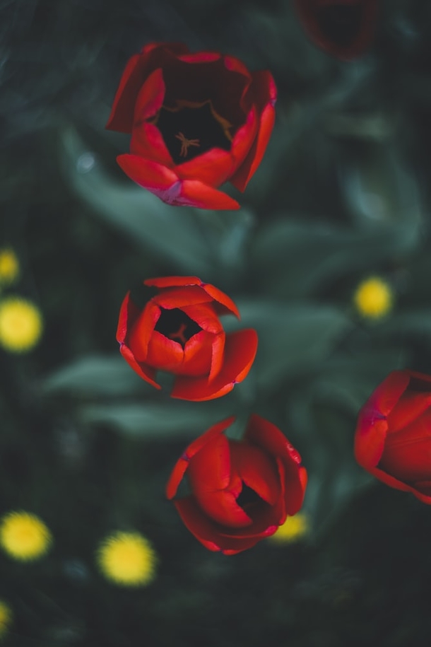 10 Perfect Floral Photography Images - picture 13